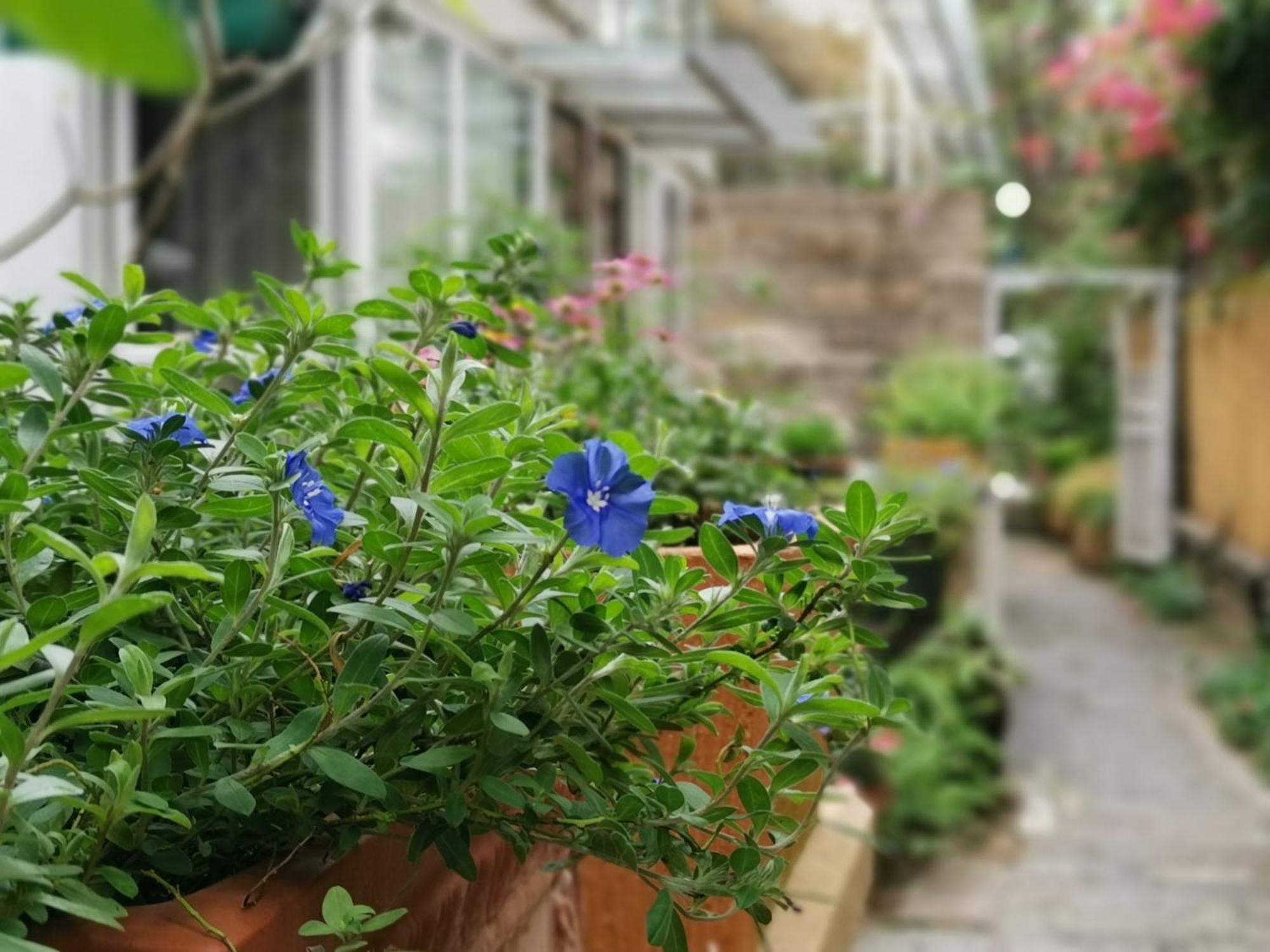 Shenzhen No'6 Garden Villa --French Window With Garden View,Close To Sea World &Shekou Ferry Port &K11 Ecoast &Subway Nearby ,Offer Western Food And Coffee &English Speaking With Tour Services Kültér fotó